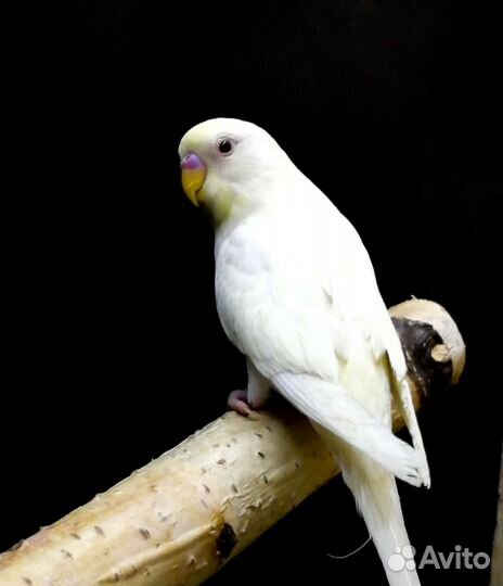 Волнистый попугай птенцы