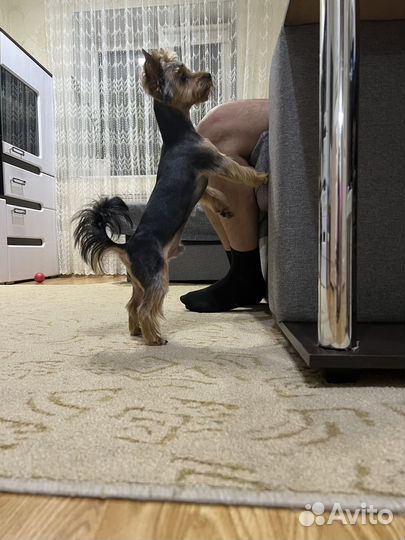 Вязка Йоркширского терьера