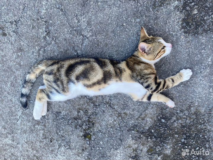 Потерялся кот