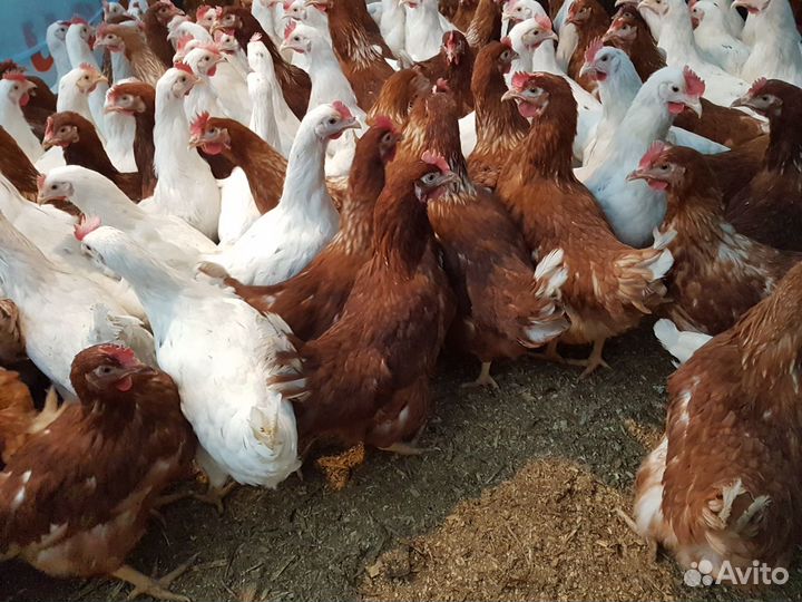 Курочки несушки
