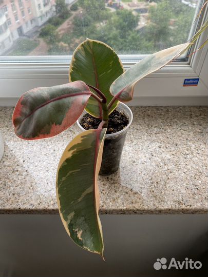 Фикус Эластика Белиз укоренённый черенок