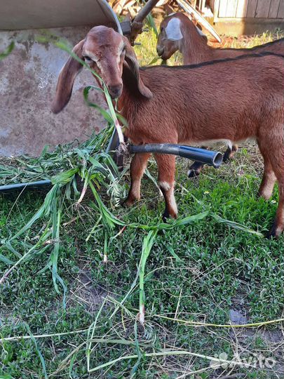 Англо нубийские козлята