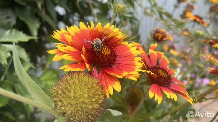 Мед с личной пасеки
