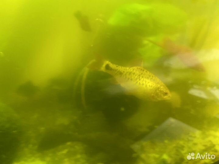 Сроч.но продам рыбок аквариумных