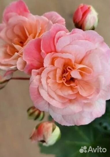 Пеларгония Леона галактика. Коллекционная