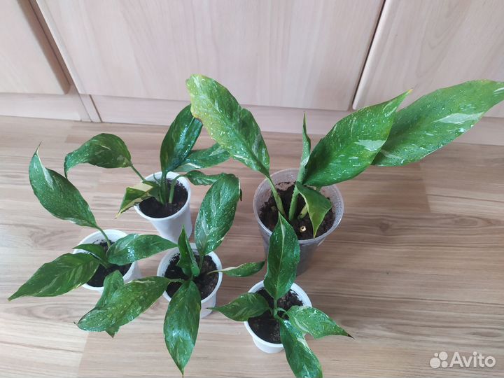 Спатифиллум Домино