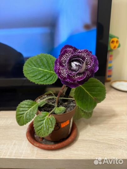 Глоксиния махровая