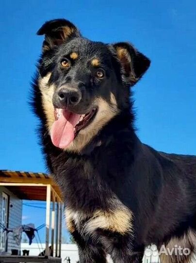 Щенок бесплатно метис черный