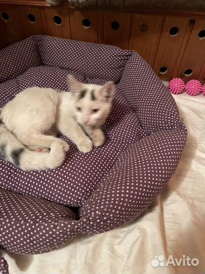 Котята в добрые руки даром