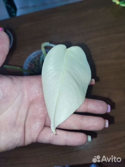 Монстера альба