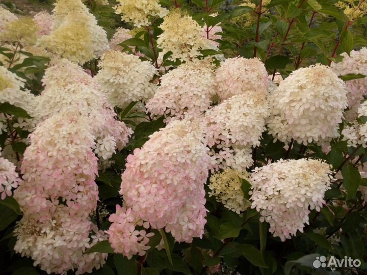 Гортензия Мательчатая Фантом (предзаказ)