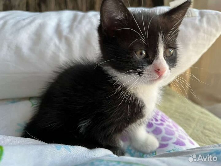 Домашний котёнок