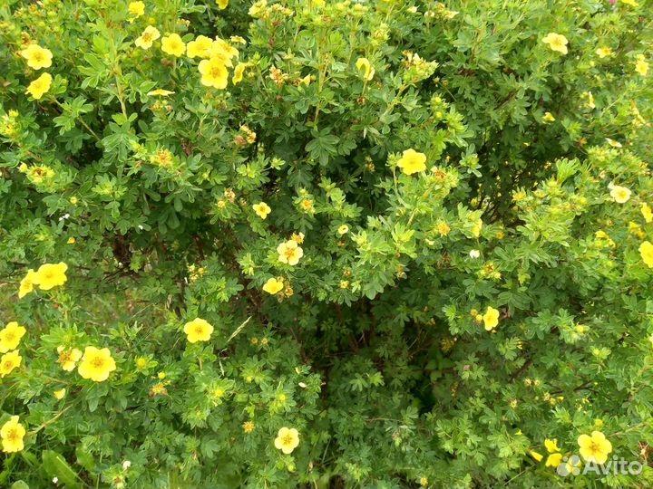 Лапчатка кустарниковая жёлтая Goldfinger саженцы