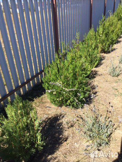 Семена туи брабант