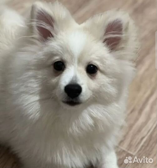 Щенки шпица