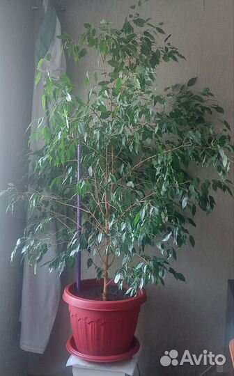 Фикус Бенджамина 1,9 метра