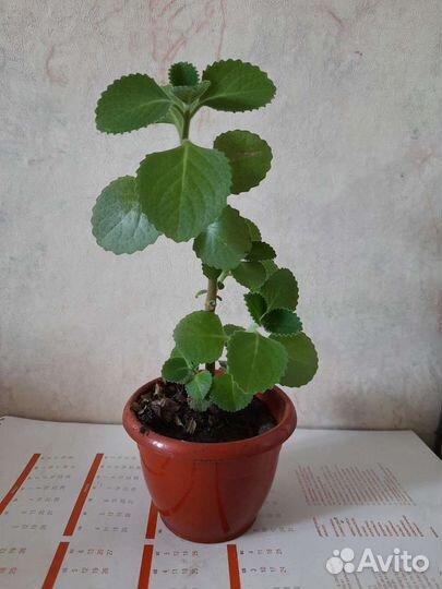 Плектрантус