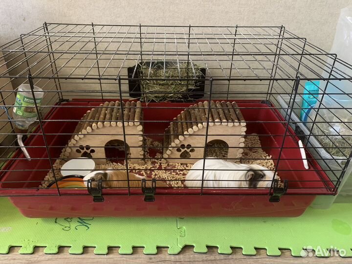 Морская свинка с клеткой