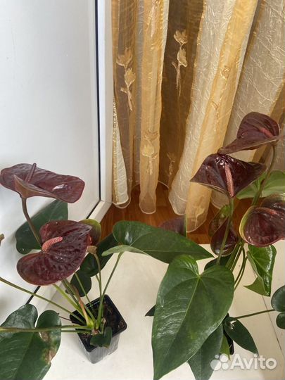 Антуриум эссенция