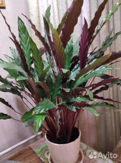 Калатея руфибарба