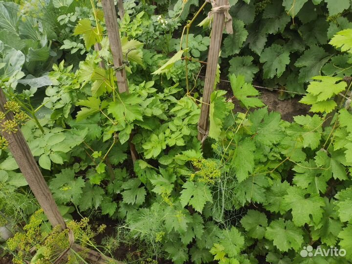 Черенки виноград (супер экстра, красотка ) 2-летки