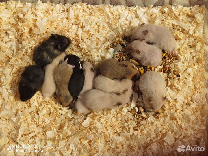 Сирийский хомяк