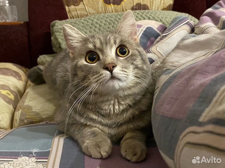 Британский кот