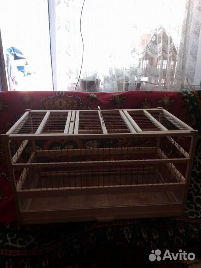 Черепаха сухопутная