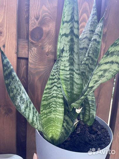 Сансевиерия