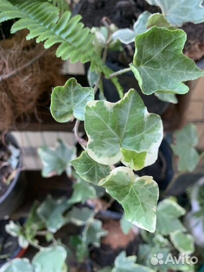 Плющ саженцы