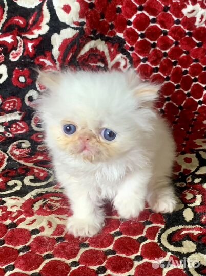 Персидская