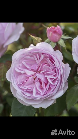 Роза садовая