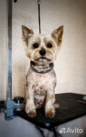 Стрижка собак, р-н Технологического университета