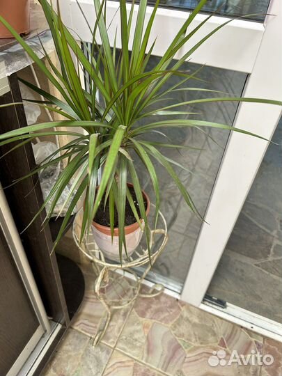 Драцена маргината