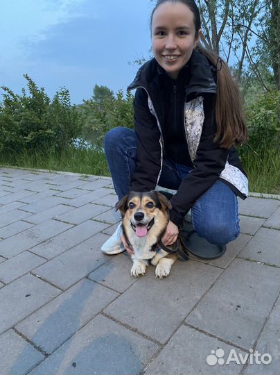 Передержка кошек и собак в квартире, догситтер