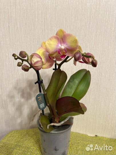 Орхидея фаленопсис радужный