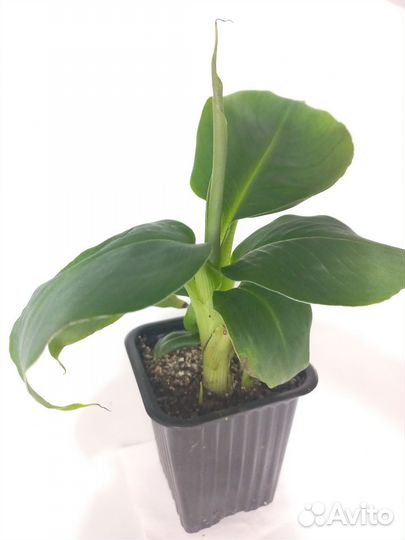 Комнатные бананы. 4 сорта. Возможен опт