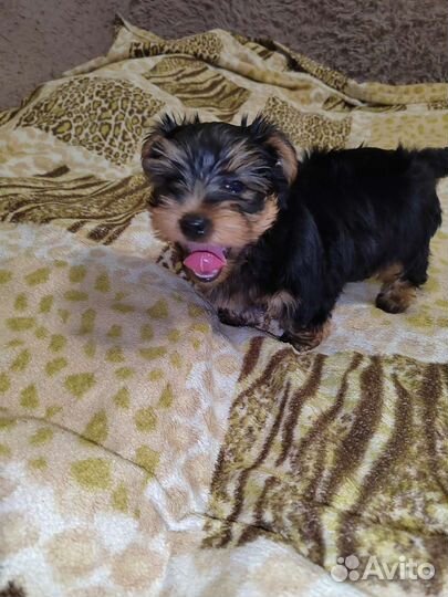 Йоркширский терьер щенки