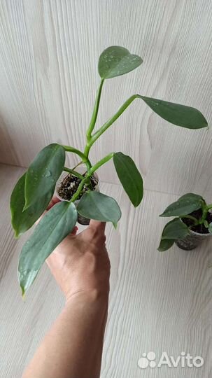 Филодендрон сильвер квин