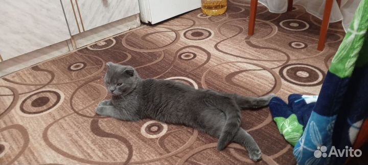 Британский короткошерстный кот