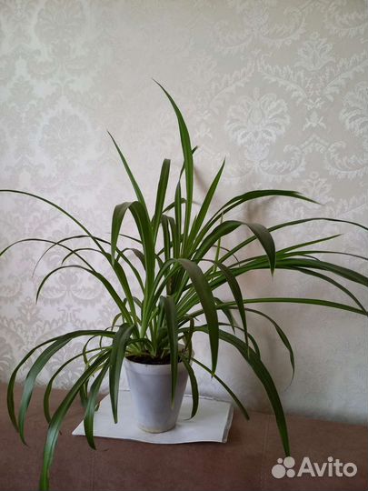 Хлорофитум