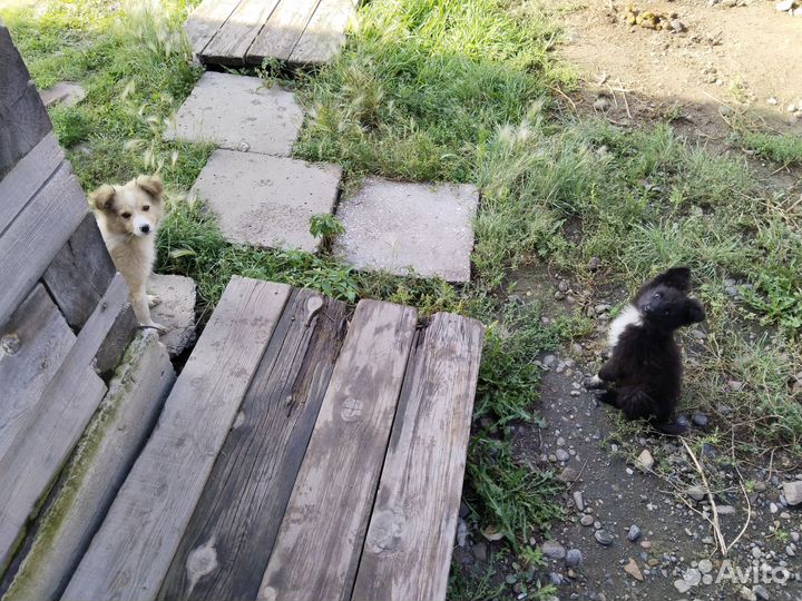 Щенки бесплатно