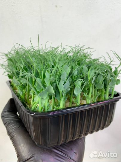 Семечки горчицы, лука, гороха в розницу и оптом