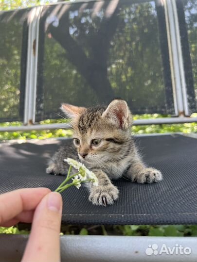 Котенок романтик