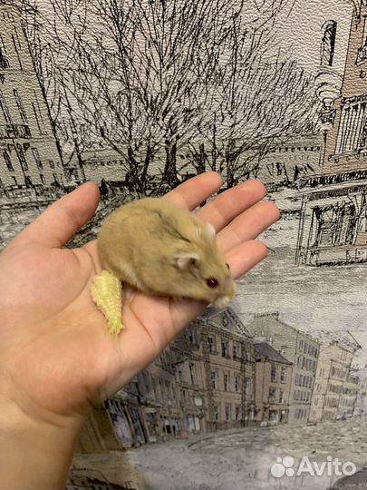 Джунгарский хомяк