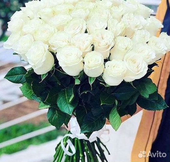 101 роза цветы букеты доставка 25 51 101 роза