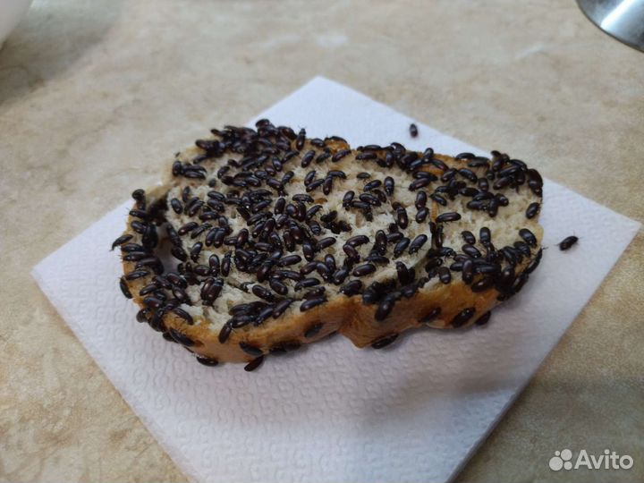 Жук знахарь