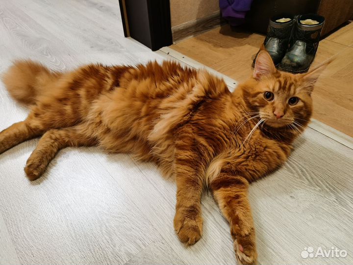 Мейн-кун вязка