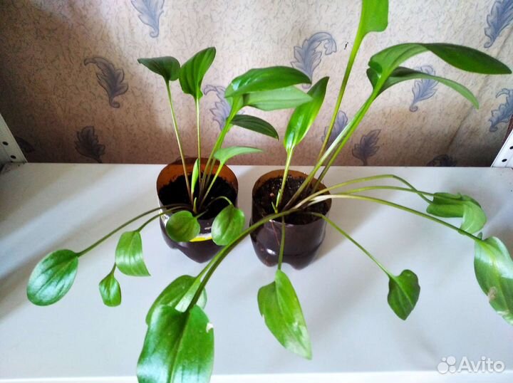 Дримиопсис