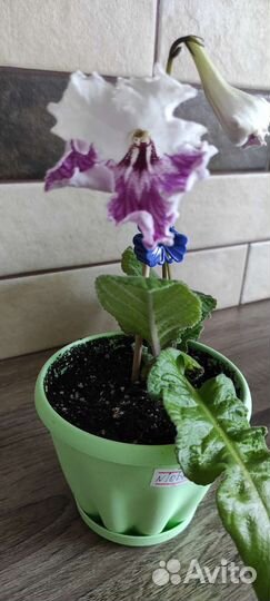 Стрептокарпус